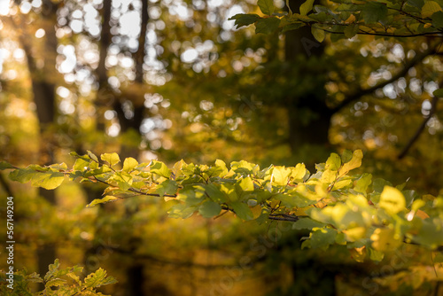 The golden colors of autumn leaves, a close-up of a branch backlit by the morning sun.