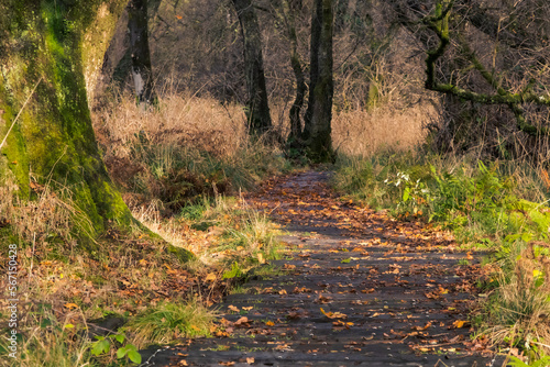 Meandering path through forest in golden winter light, Scotland photo