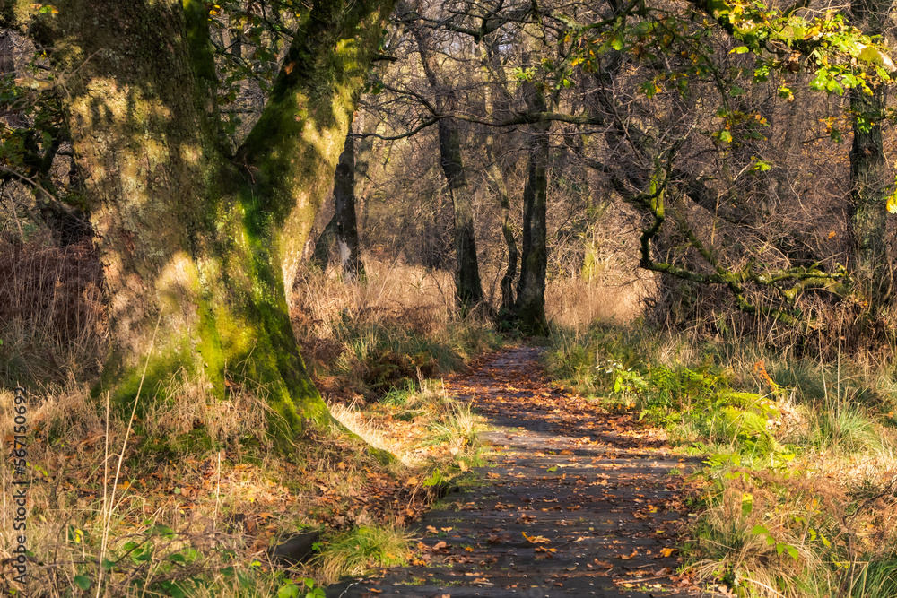 Obraz premium Meandering path through forest in golden winter light, Scotland