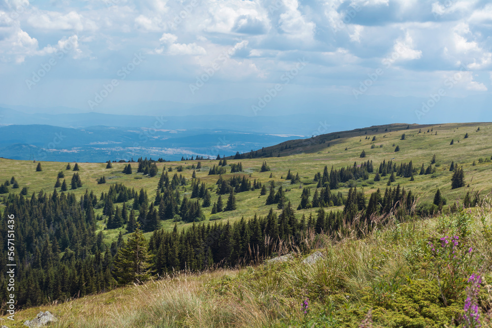 Summer Mountain Landscape with Pine Trees . Vitosha Mountain ,Bulgaria 