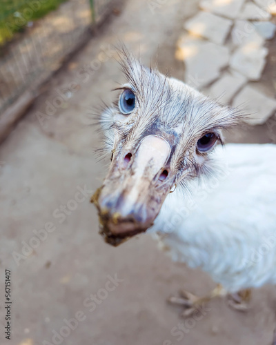 White Ostrich with blue eyes looking at the camera 