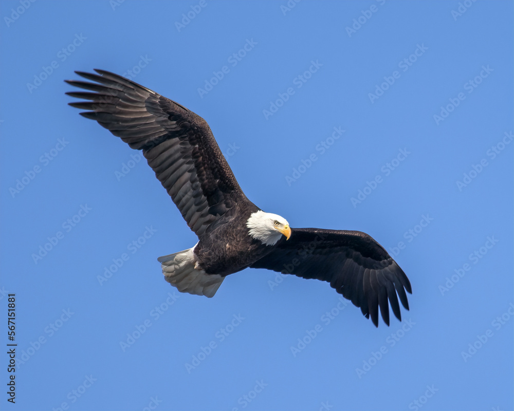 Fototapeta premium Soaring Bald Eagle