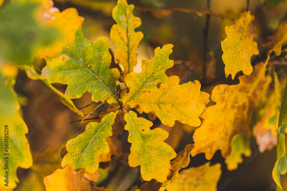 The golden colors of autumn leaves, a close-up of a branch backlit by the morning sun. The golden colors of autumn leaves, a close-up of a branch backlit by the morning sun.