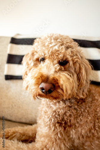 Goldendoodle dog inside house © nomadlaura