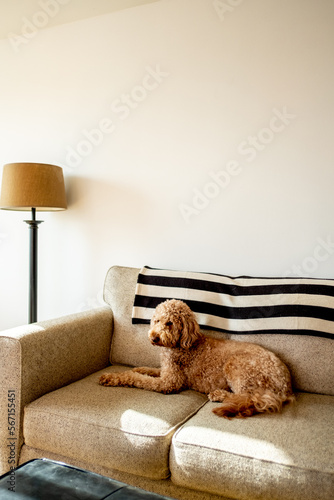 Goldendoodle dog inside house