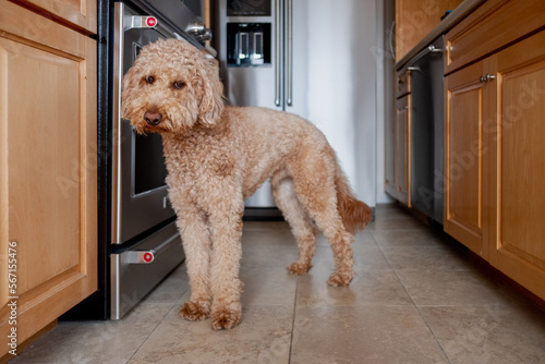 Goldendoodle dog inside house