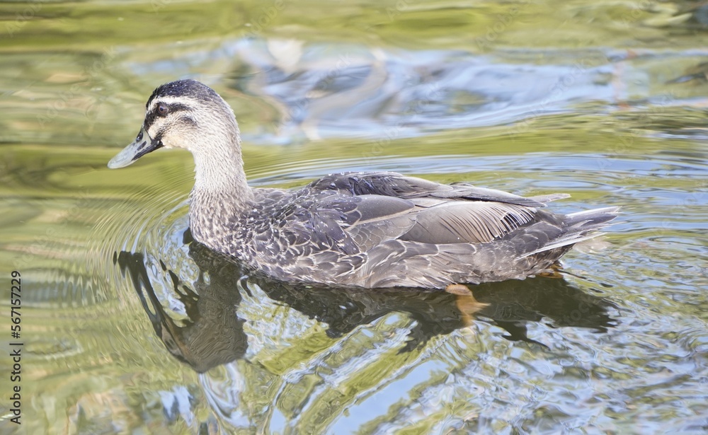 Pacific Black Duck In Local Wetlands Taken In Summer Pacific Black Duck In Local Wetlands Taken In Summer