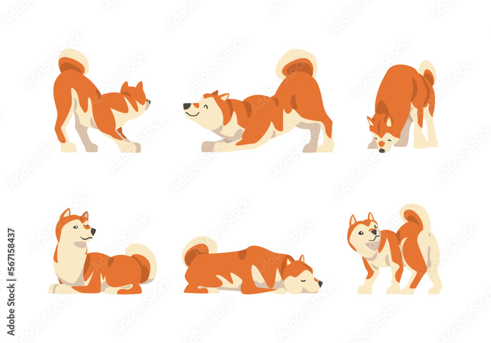Shiba Inu as Japanese Breed of Hunting Dog with Prick Ears and Curled Tail in Different Poses Vector Set