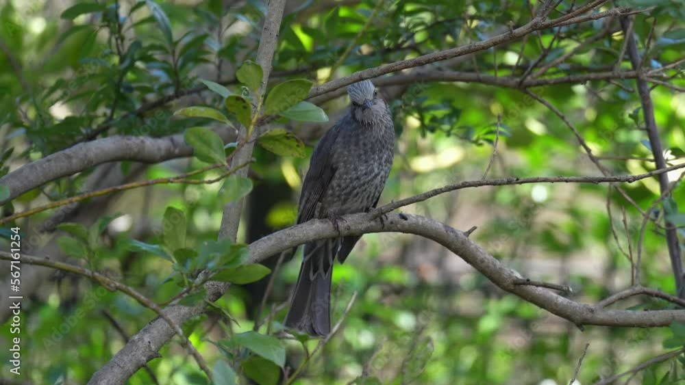 bulbul is drinking in a forest bulbul is drinking in a forest