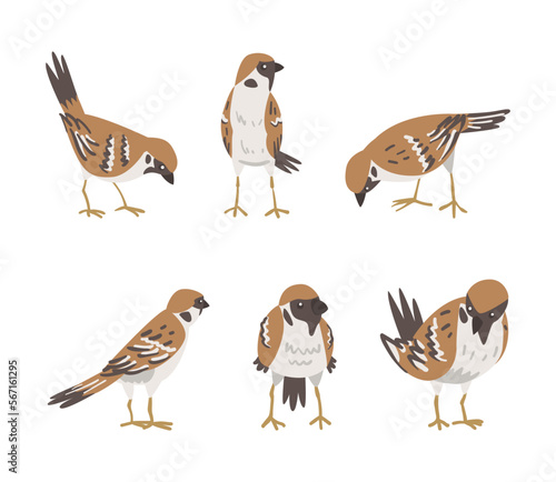 Sparrow as Brown and Grey Small Passerine Bird with Short Tail Vector Set photo