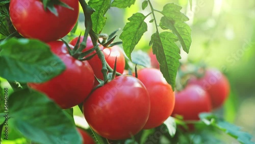 Fresh red ripe tomatoes on the branch. Organic farming, vegetable garden. Tomato harvest. UHD, 4K