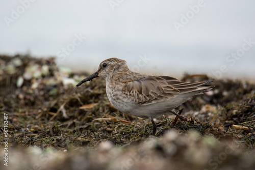 Close-up of the dunlin (Calidris alpina) on a seashore. The bird is handicapped (without one leg) 