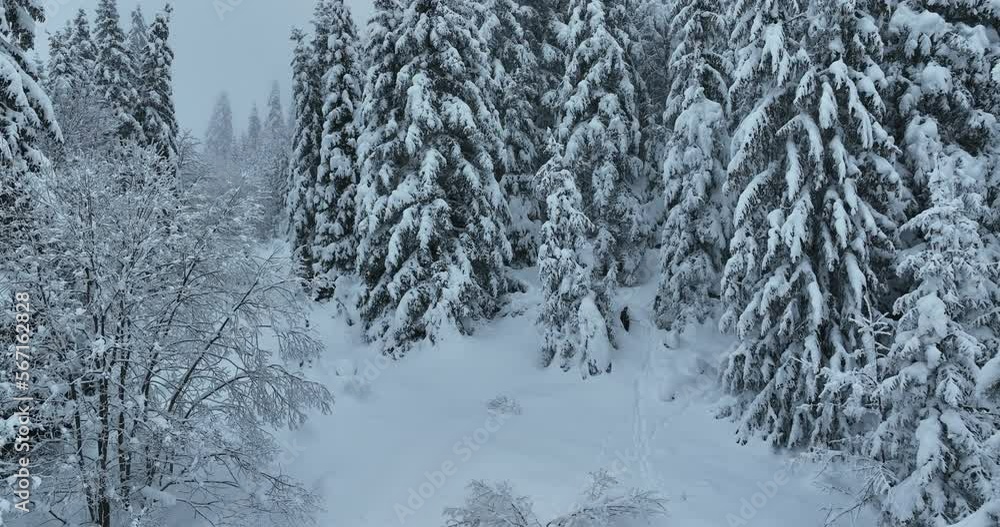 Cinematic Aerial View of Beautiful path in nature with Snowy branches in forest. Winter fairy background. Cinematic Aerial View of Beautiful path in nature with Snowy branches in forest. Winter fairy background.