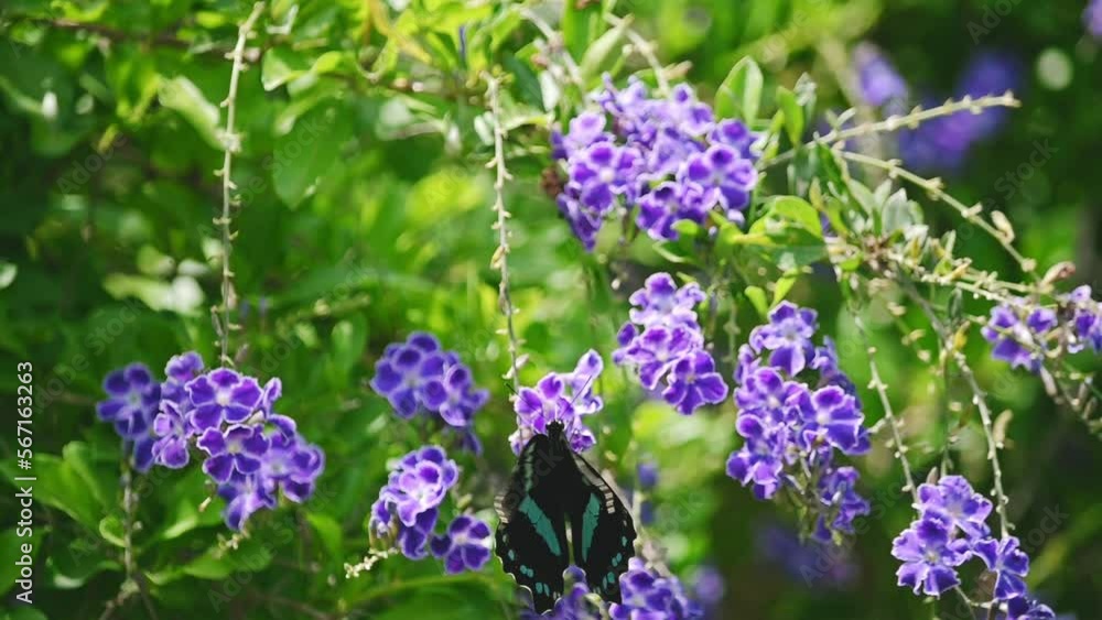 African blue-banded swallowtail butterfly collecting nectar and flying on bush with purple flowers. 120p slow motion Species: Papilio nireus. African blue-banded swallowtail butterfly collecting nectar and flying on bush with purple flowers. 120p slow motion Species: Papilio nireus.