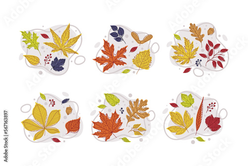 Bright Autumn Foliage with Different Leaf Color Vector Set