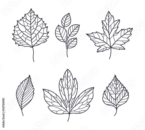 Hand Drawn Autumn Leaf Contour or Outline Vector Set