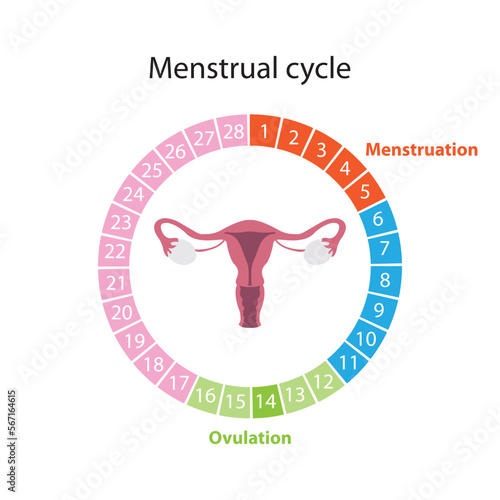 Menstrual cycle and ovulation period photo
