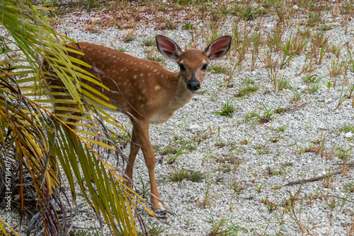 Key Deer in Big Pine Key, The Florida Keys