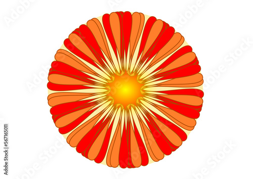 blüte mit vielen roten und orangen blütenblättern