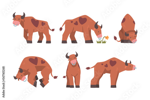 Bull with Horns and Ring in the Nose as Domestic Cattle with Hoof in Different Pose Vector Set