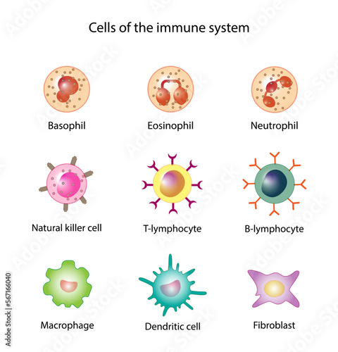 Cells of the innate and adaptive immune system, Hematopoiesis cell type scheme, stem cell, B and T lymphocytes, Basophil, neutrophil, eosinophil, monocyte, dendritic cell, macrophage and plasma cells.