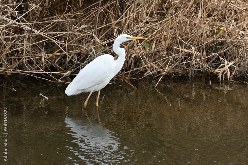Naklejka premium A white egret in a stream. Background material of wild birds.