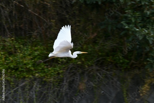Fototapeta Naklejka Na Ścianę i Meble -  A white egret in a stream. Background material of wild birds.