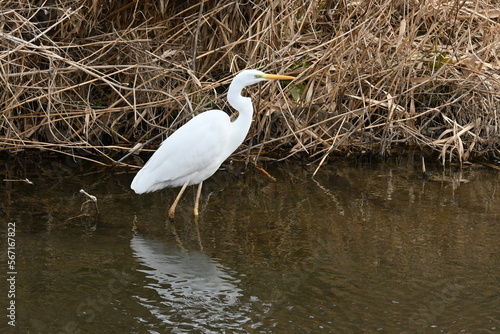 A white egret in a stream. Background material of wild birds.