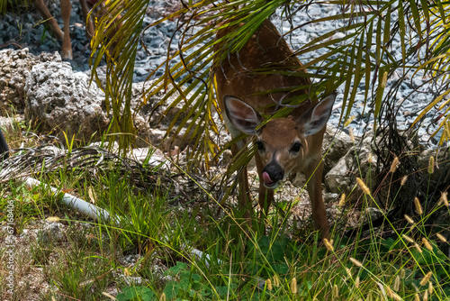 Canvas Print Key Deer in Big Pine Key, The Florida Keys
