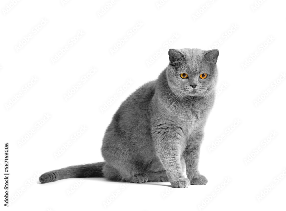 Obraz premium Fat British shorthair cat sitting in front of white background