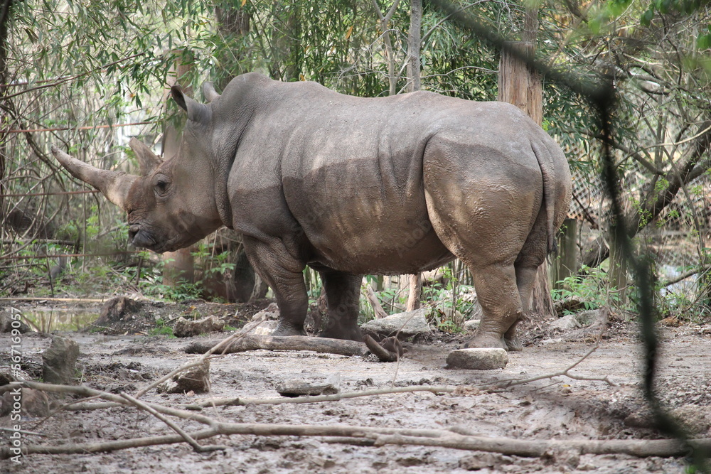 Fototapeta premium rhino showing off