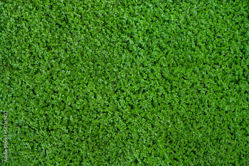 Dense carpet of juicy green grass. Perfect lawn  top view. Background of fresh green grass. Microgreens background concept. Copy space. Close up. View from above. Nobody