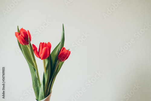 Three red tulips isolated on white background