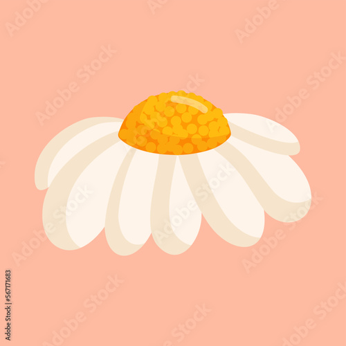 Chamomile flower. Botanical vector isolated illustration for postcard, poster, ad, decor, fabric and other uses.