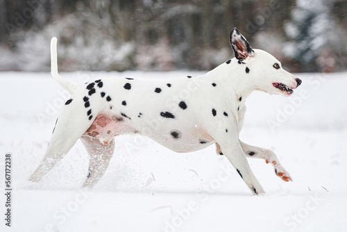 Portrait of a pretty male dalmatian dog having fun running across snow in winter outdoors