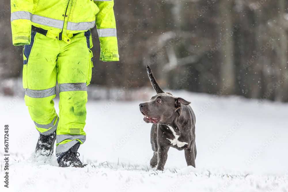 Portrait of a cute grey female pitbull dog playing with it´s owner on a snowy meadow in winter outdoors Portrait of a cute grey female pitbull dog playing with it´s owner on a snowy meadow in winter outdoors