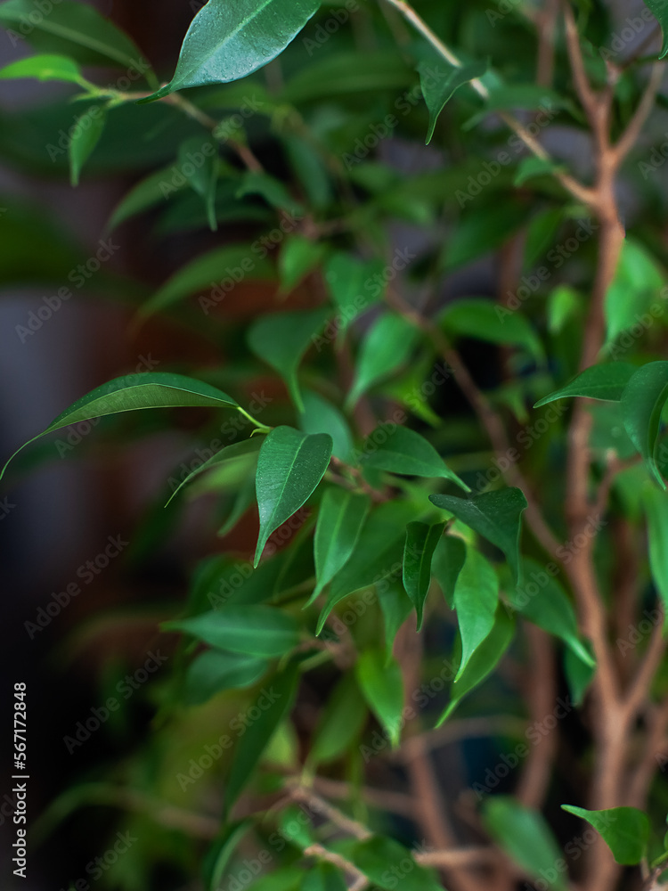 Ficus benjamina with small green leaves as texture or background, tropical background, home flower, cozy interior Ficus benjamina with small green leaves as texture or background, tropical background, home flower, cozy interior