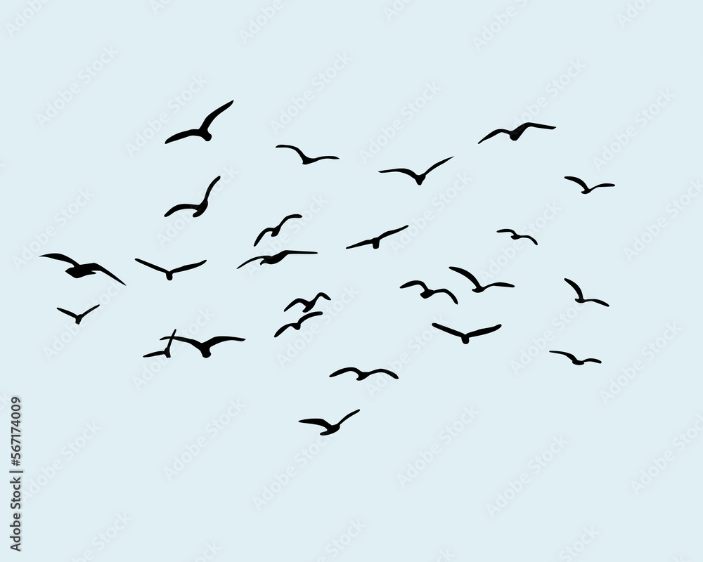 Fototapeta premium flock of birds