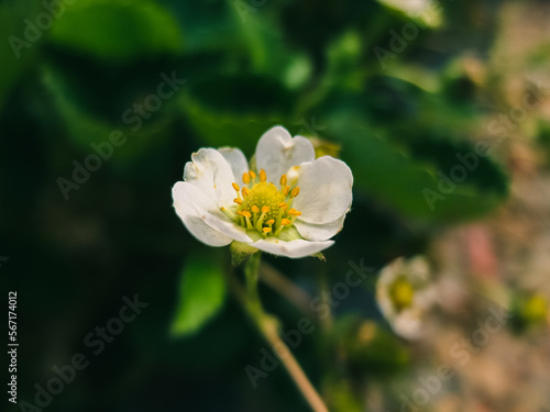 white flower in the garden