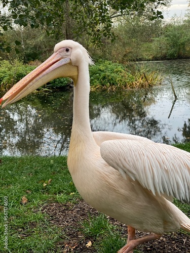 pelican in the zoo close up