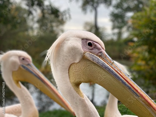pelican in the zoo close up