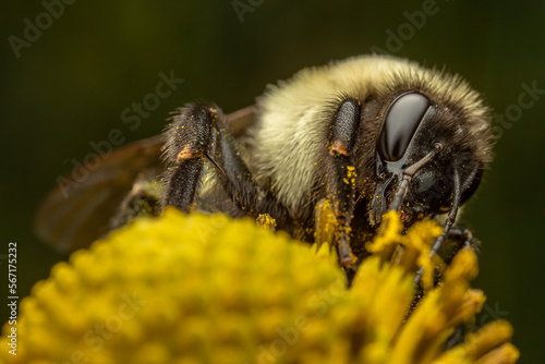 Bumble Bee Closeup