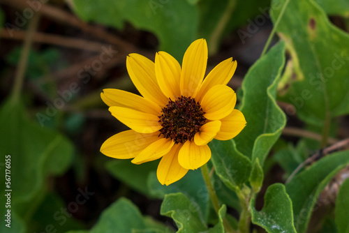 Yellow Flower in Miami  Florida