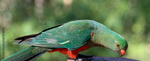 Portrait of Australian King parrot in the Australian bush. 