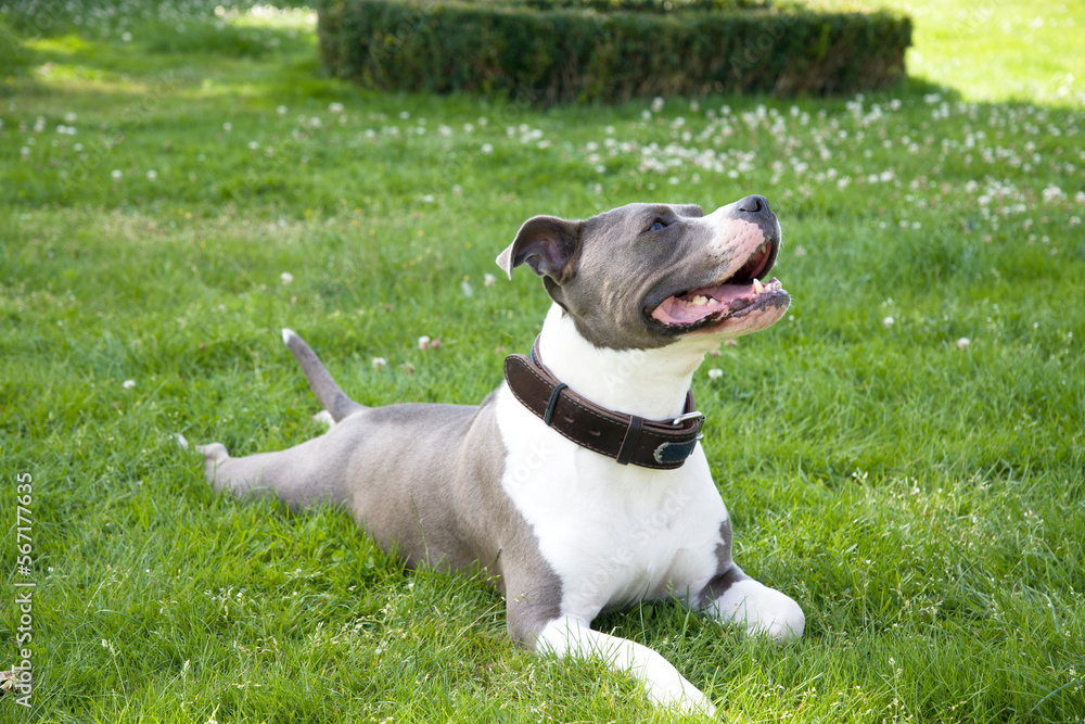 American Staffordshire gray and white terrier lying on green grass happy, pet