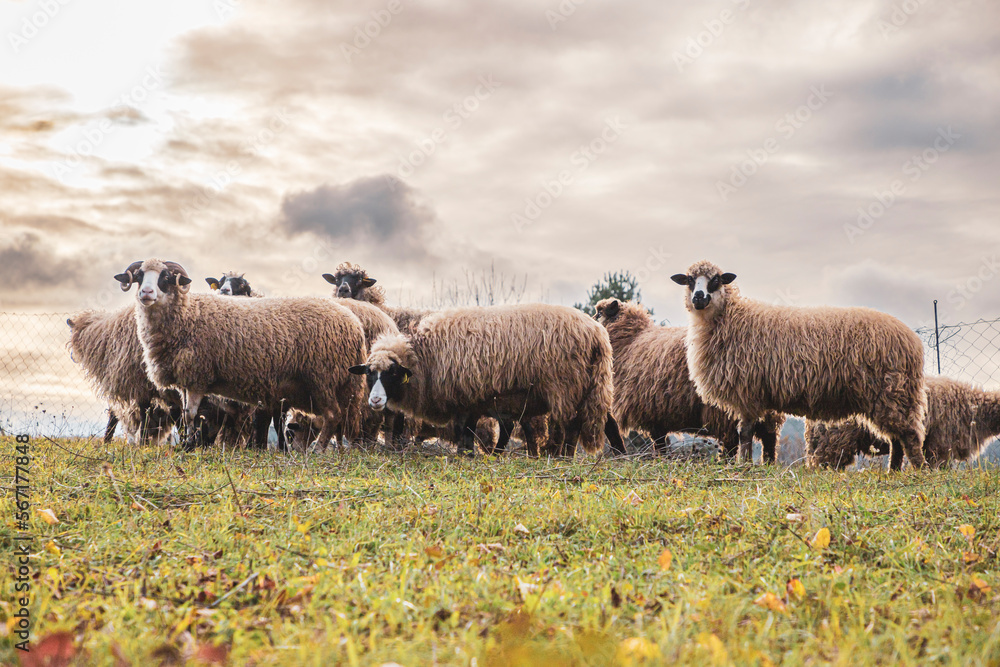 Herd of sheep in a field at sunset Herd of sheep in a field at sunset