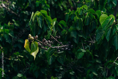 Indian Tulip tree (Thespesia populnea) flower. crops. kauai hawaii photo