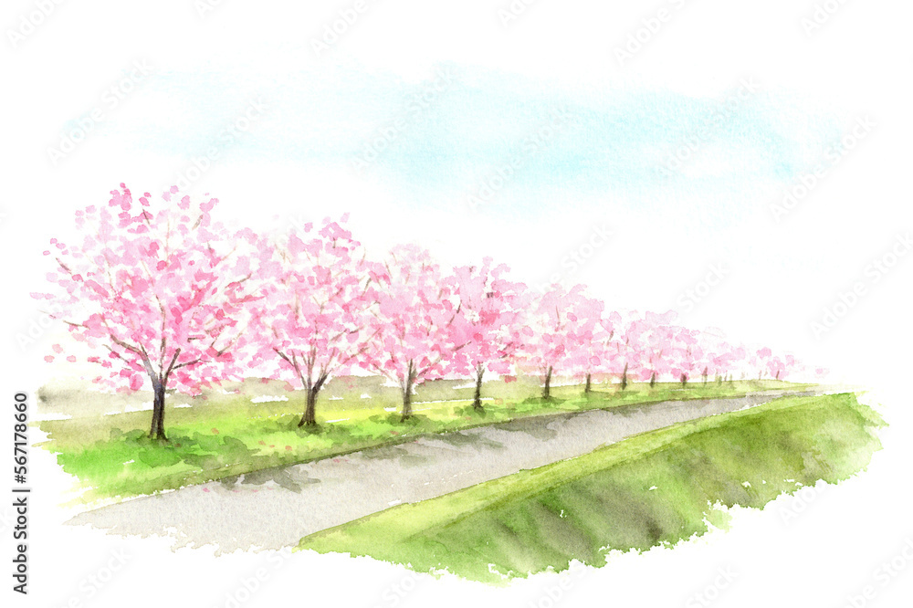 土手に咲く桜の木　水彩画