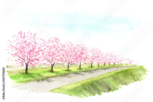 土手に咲く桜の木　水彩画
