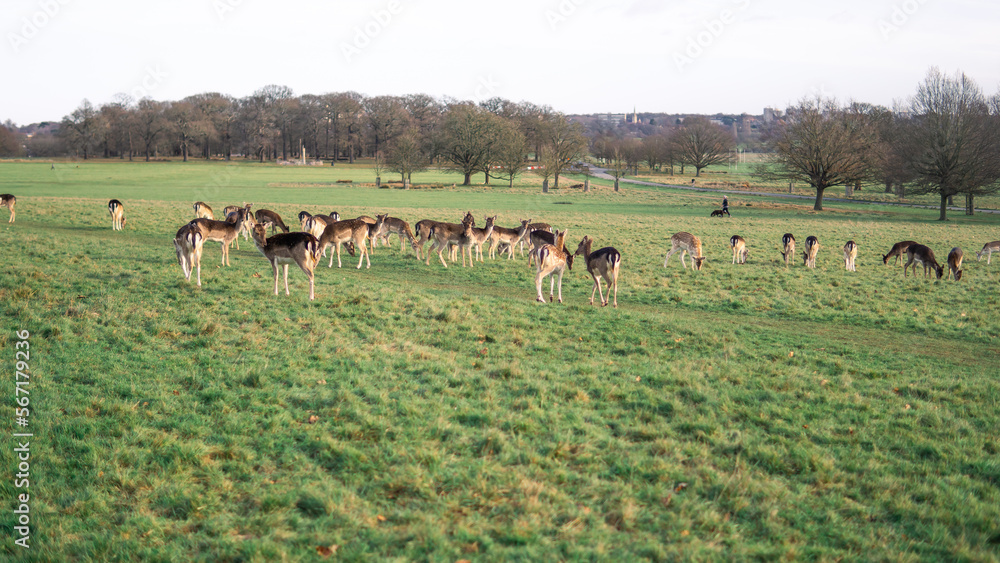 red deer grazing on the meadow in richmond park